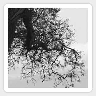 Bare Tree Branches Winter Sticker